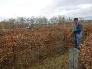 Rückschnitt der Buchenhecke