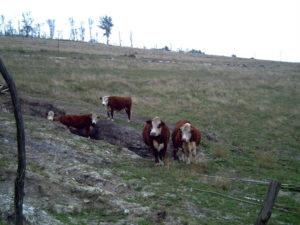 Hereford-Rinder am Weinberg - Herbst 2009