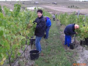 Weinlese 2008 Ines Zimmermann