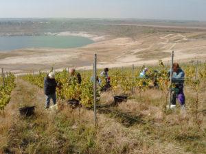 Weinlese im Geiseltal