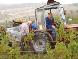 Weinlese im Geiseltal