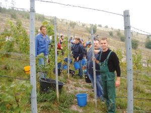 Weinlese im Geiseltal