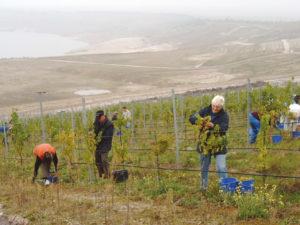 Weinlese im Geiseltal