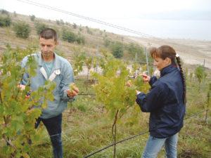 Weinlese im Geiseltal